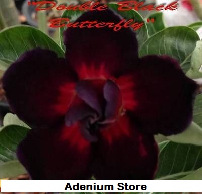 Adenium Obesum 'Double Black Butterfly' 5 Seeds